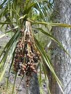 Plancia ëd Dracaena rockii (H. St. John) Jankalski