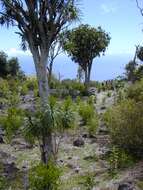 Plancia ëd Dracaena rockii (H. St. John) Jankalski