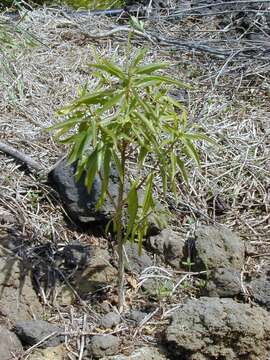 Myoporum sandwicense (A. DC.) Gray resmi