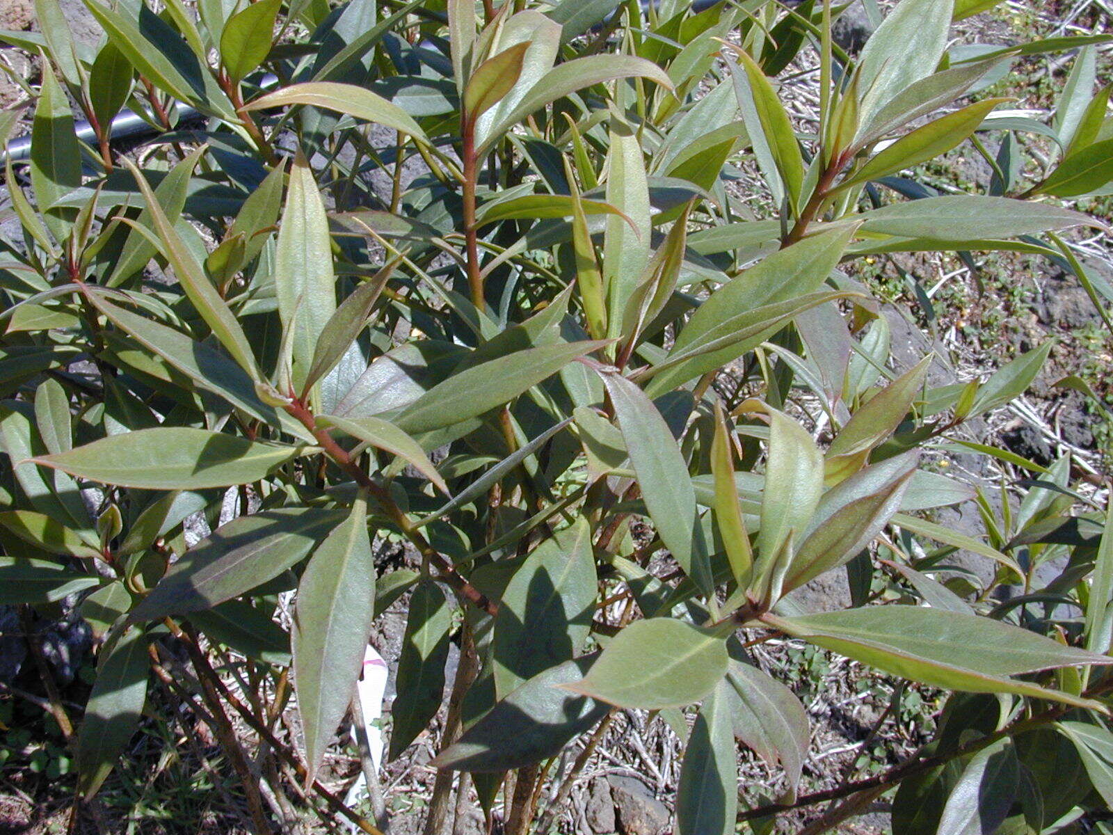 Myoporum sandwicense (A. DC.) Gray resmi