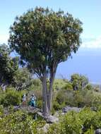 Plancia ëd Dracaena rockii (H. St. John) Jankalski