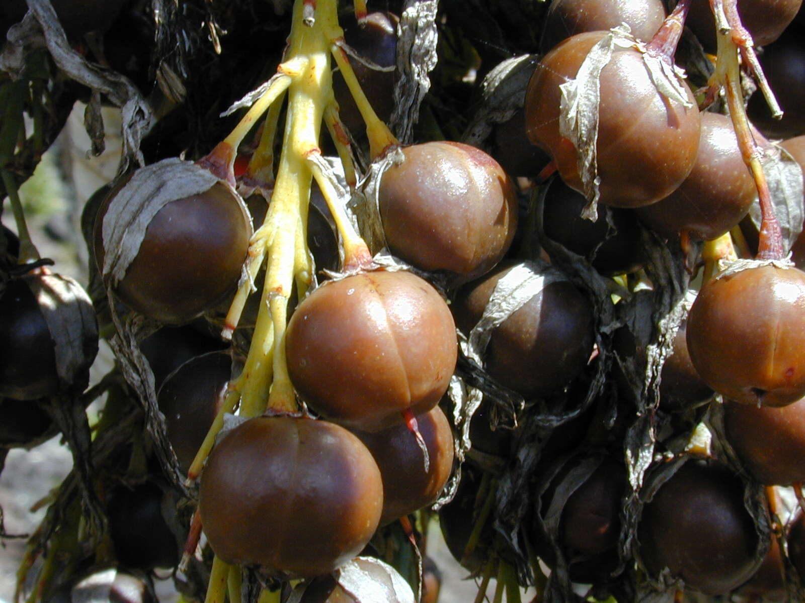 Plancia ëd Dracaena rockii (H. St. John) Jankalski