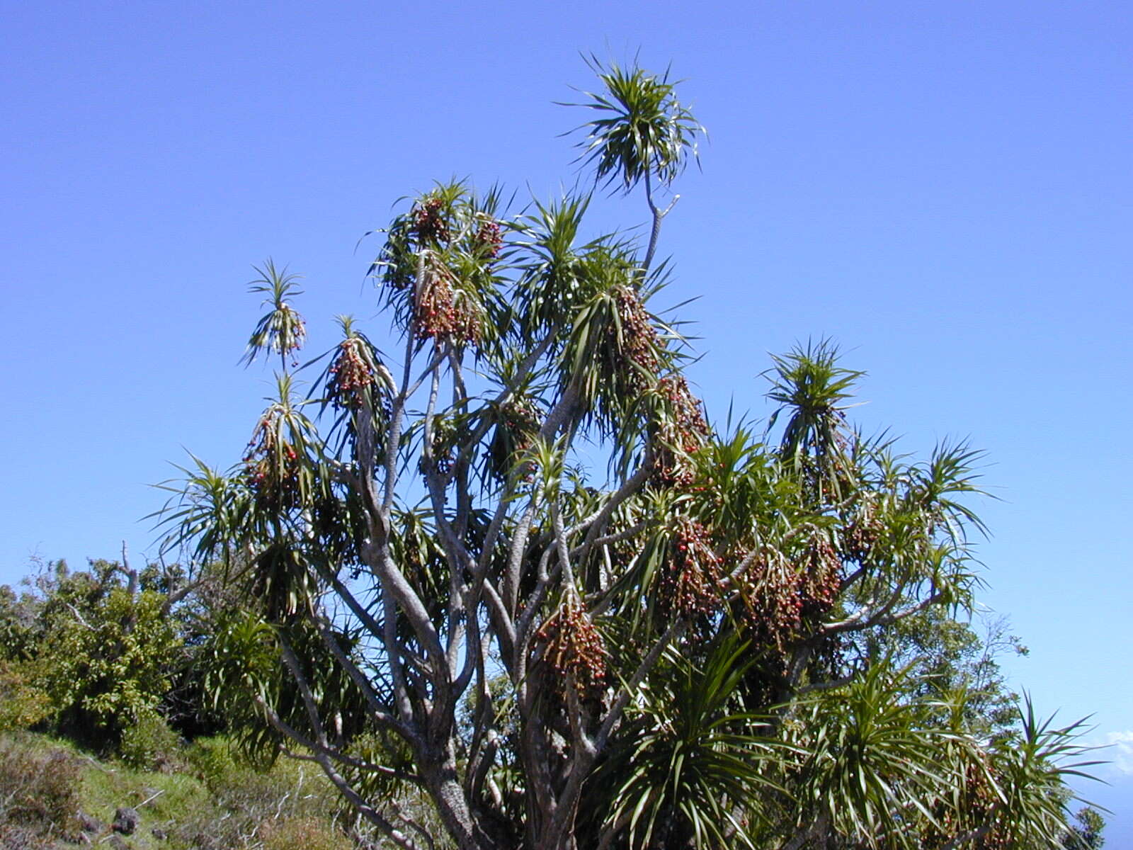 Plancia ëd Dracaena rockii (H. St. John) Jankalski