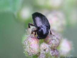 Image of Nettle Pollen Beetle