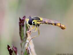 Sphaerophoria scripta (Linnaeus 1758) resmi