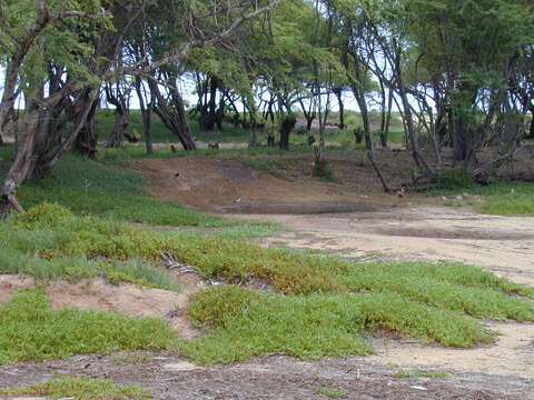 Image of shoreline seapurslane