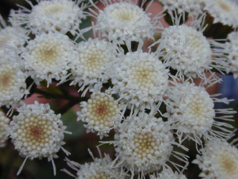 Image of sticky snakeroot