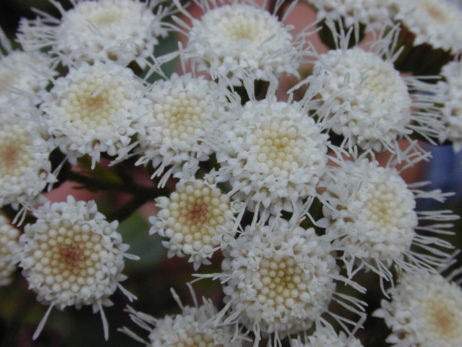 صورة Ageratina adenophora (Spreng.) R. King & H. Rob.