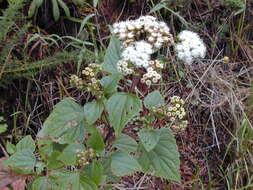 صورة Ageratina adenophora (Spreng.) R. King & H. Rob.