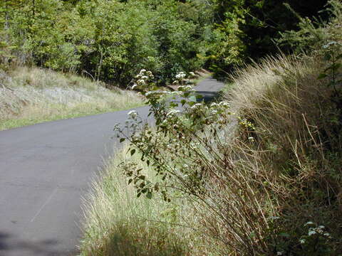 صورة Ageratina adenophora (Spreng.) R. King & H. Rob.