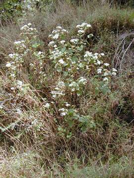 Image of sticky snakeroot