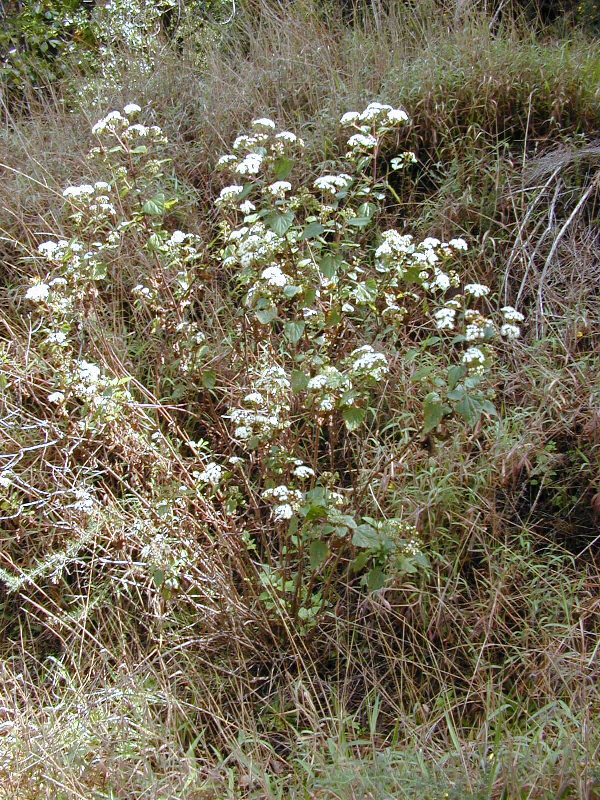 صورة Ageratina adenophora (Spreng.) R. King & H. Rob.