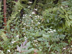 صورة Ageratina adenophora (Spreng.) R. King & H. Rob.