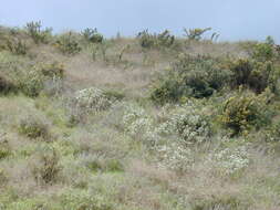 صورة Ageratina adenophora (Spreng.) R. King & H. Rob.