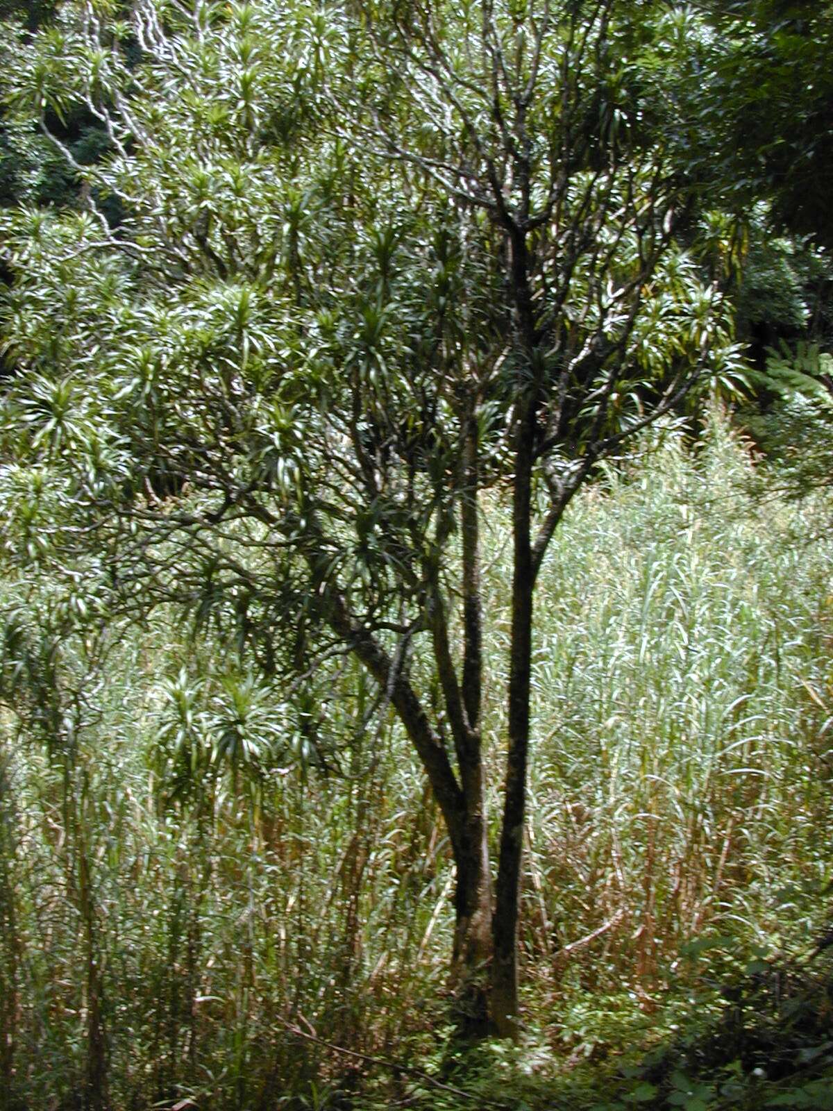 Plancia ëd Dracaena rockii (H. St. John) Jankalski