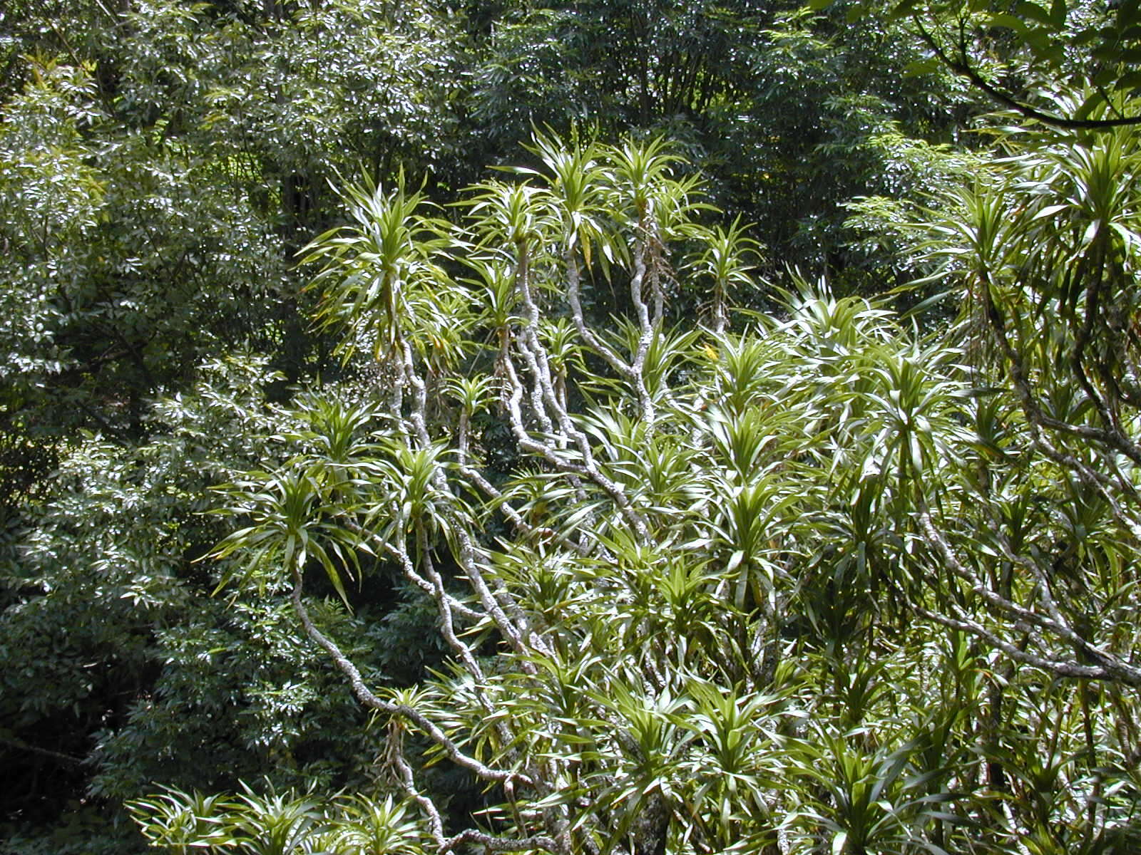 Plancia ëd Dracaena rockii (H. St. John) Jankalski