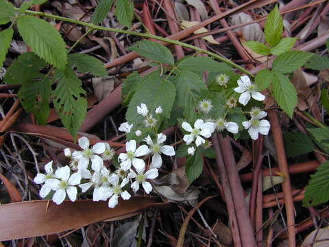 Sivun Rubus argutus Link kuva