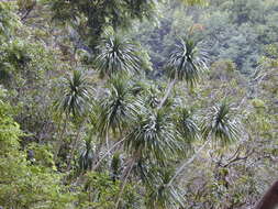 Plancia ëd Dracaena rockii (H. St. John) Jankalski