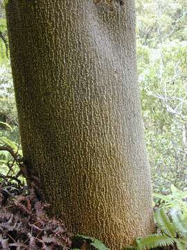 Image of Prickly-ash