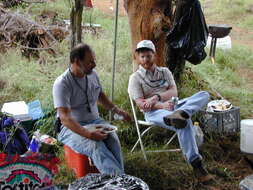 Imagem de Cordyline fruticosa (L.) A. Chev.