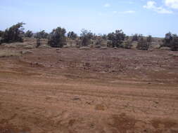 Image of Athel tamarisk