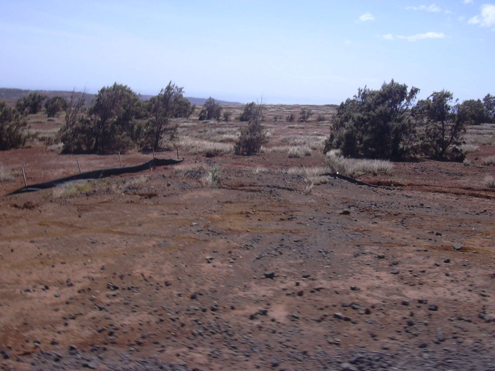 Image of Athel tamarisk