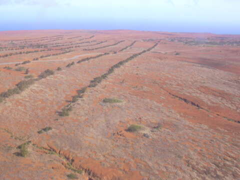 Image of Athel tamarisk