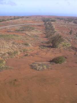 Image of Athel tamarisk