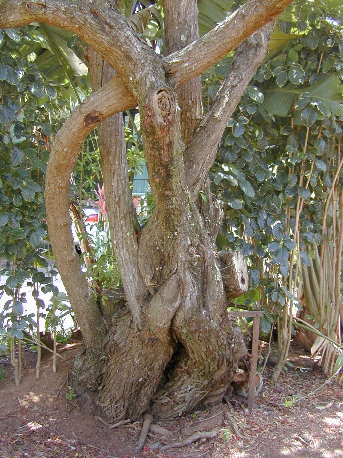 Image of Brazilian Peppertree