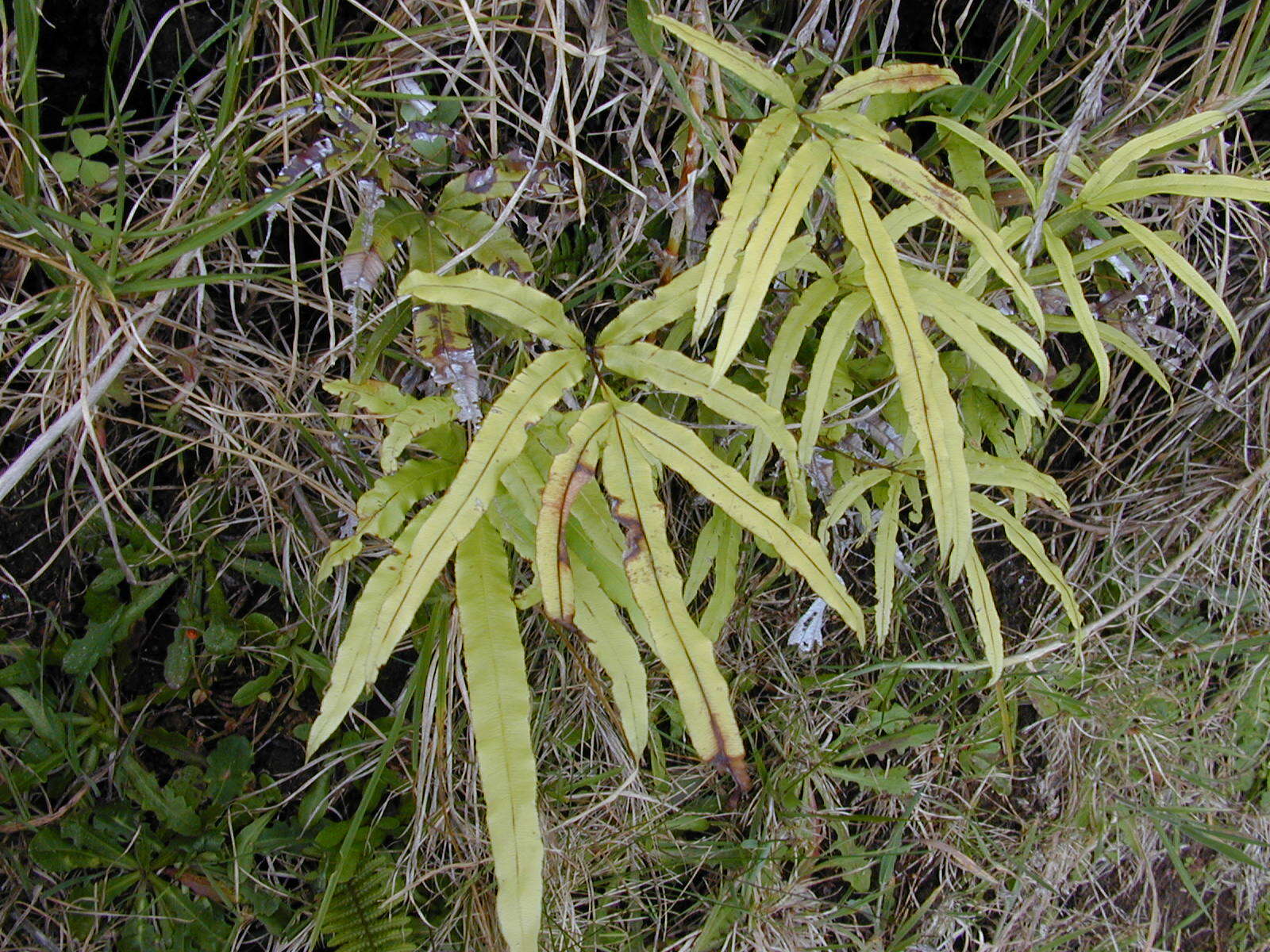 Imagem de Pteris cretica L.