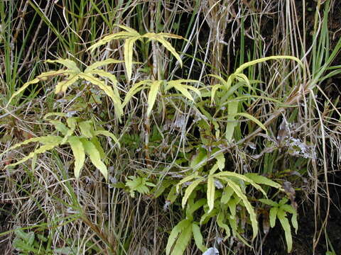 Imagem de Pteris cretica L.