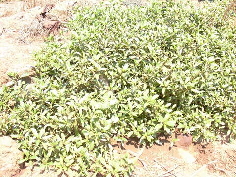 Myoporum sandwicense (A. DC.) Gray resmi