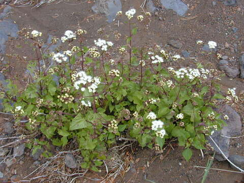 صورة Ageratina adenophora (Spreng.) R. King & H. Rob.