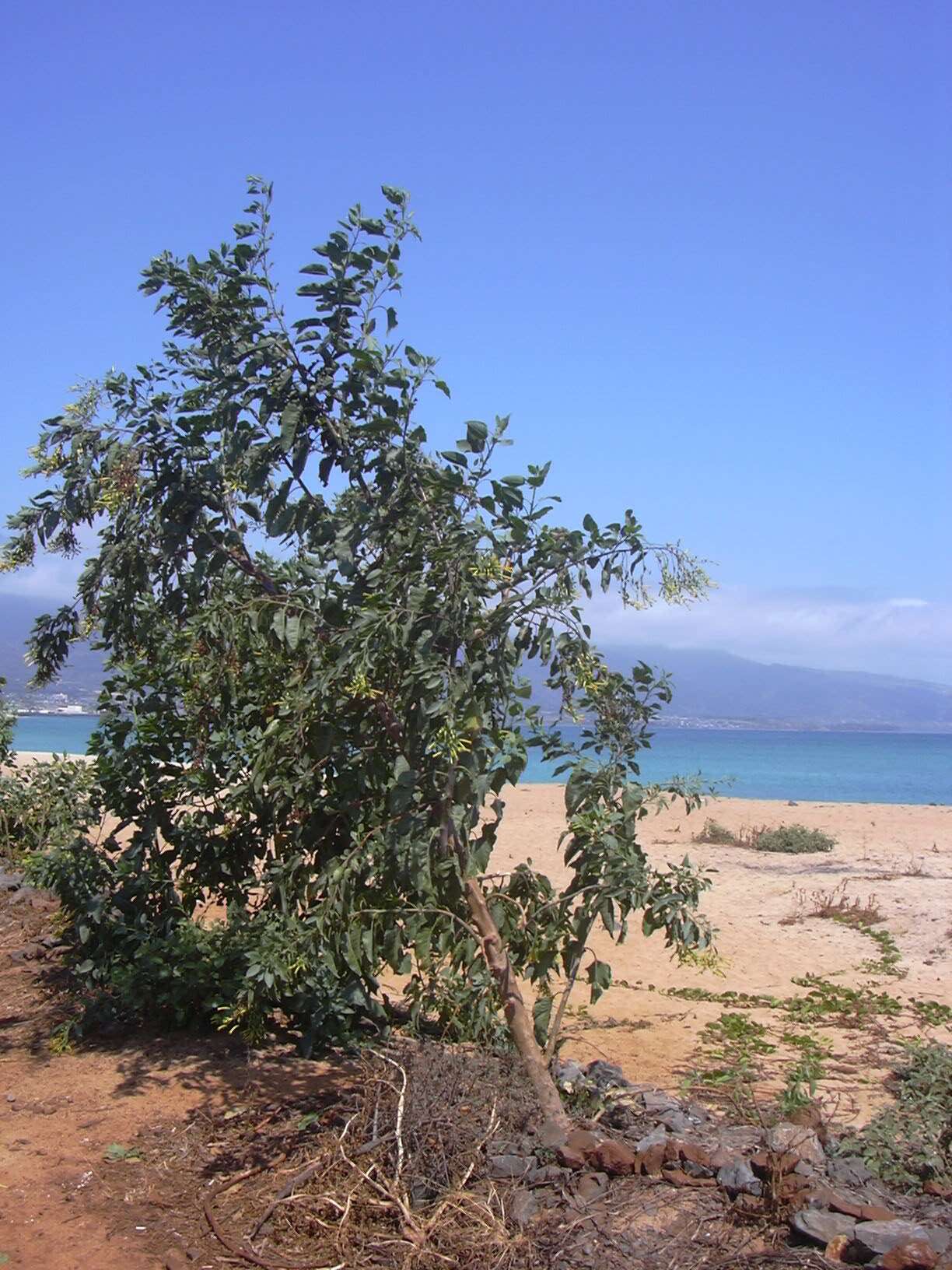 Image of tree tobacco