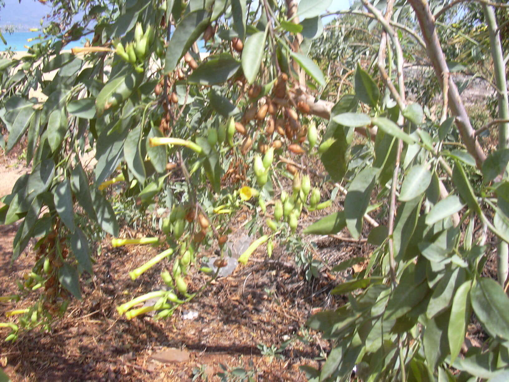 Image of tree tobacco