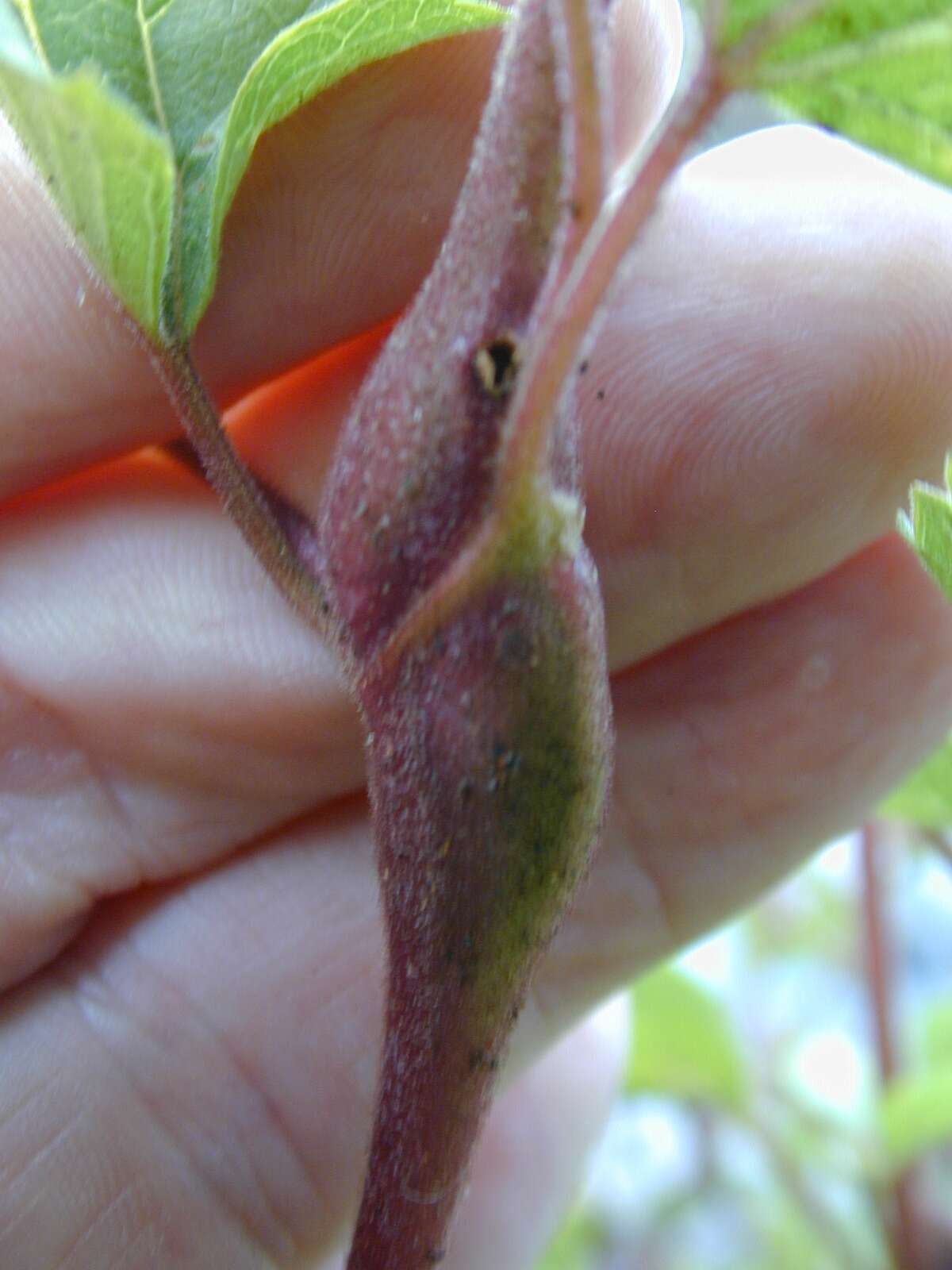 صورة Ageratina adenophora (Spreng.) R. King & H. Rob.