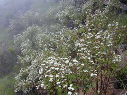 Image of sticky snakeroot