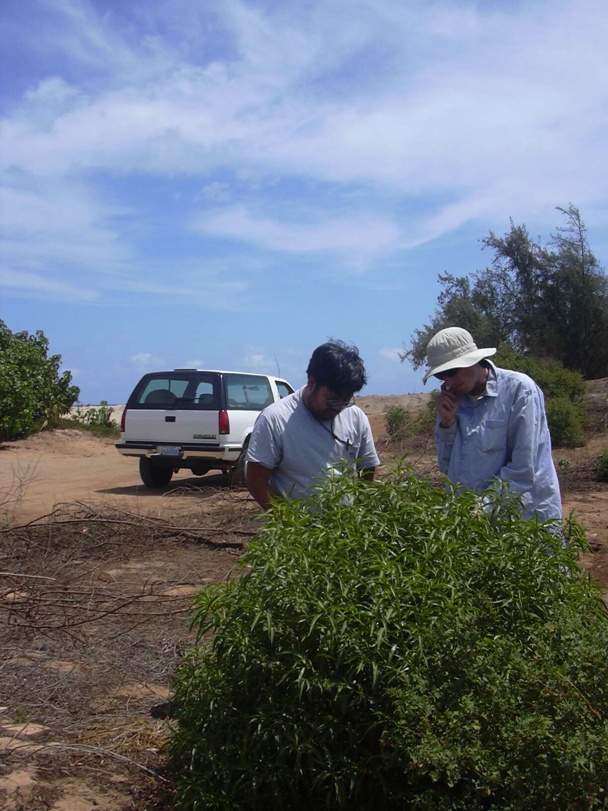 Myoporum sandwicense (A. DC.) Gray resmi