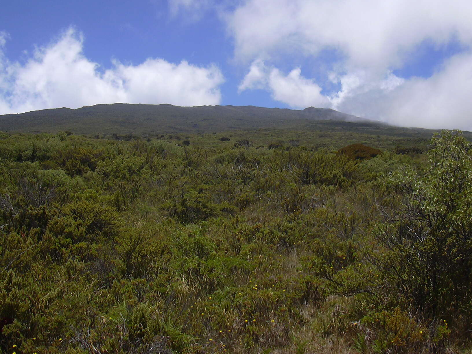 Image of Haleakala sandalwood