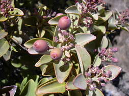 Image of Haleakala sandalwood