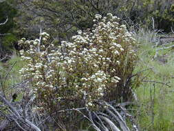 صورة Ageratina adenophora (Spreng.) R. King & H. Rob.