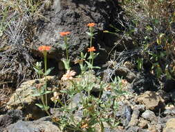 Image of Peruvian zinnia