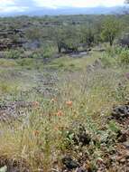 Image of Peruvian zinnia