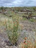 Image of Peruvian zinnia