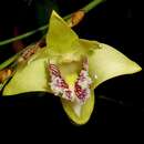 Imagem de Dendrobium junceum Lindl.