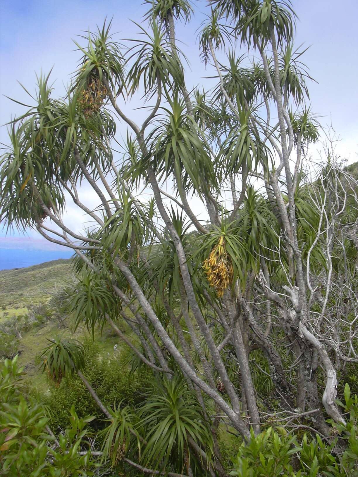 Plancia ëd Dracaena rockii (H. St. John) Jankalski