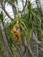 Plancia ëd Dracaena rockii (H. St. John) Jankalski