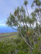 Plancia ëd Dracaena rockii (H. St. John) Jankalski