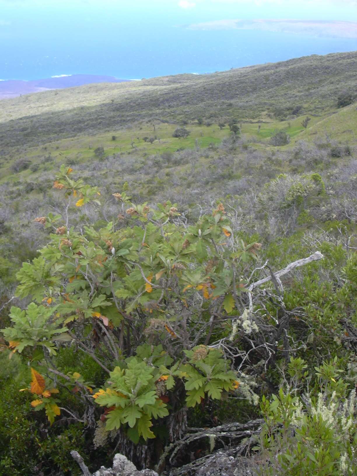 Image of parrotweed