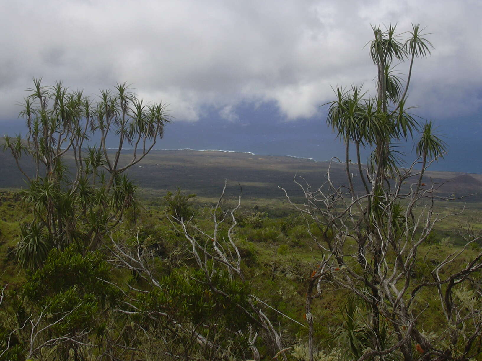 Plancia ëd Dracaena rockii (H. St. John) Jankalski